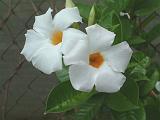 Mandevilla White Fantasy